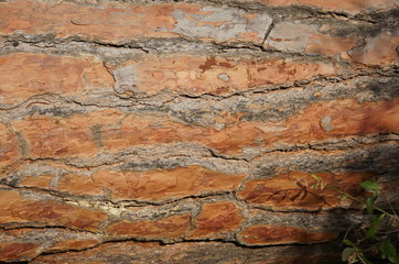 tree texture