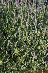background of green grass