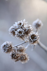 Frostdisteln 3