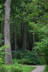Obraz premium path in the forest