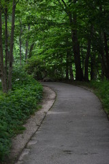 Fototapeta na wymiar Pathway in forest