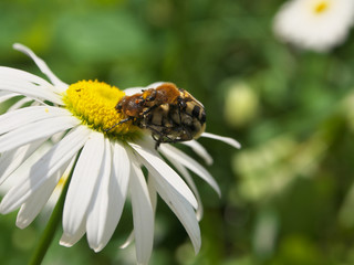 Macro shot of Fly Bugs beetles Fertilization on white daisy