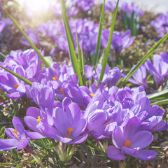 Violette Krokusse als Frühlingsboten