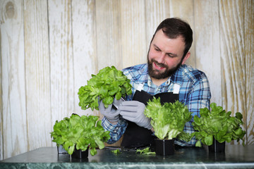 bearded man takes care of the lettuce is grown in pots at home