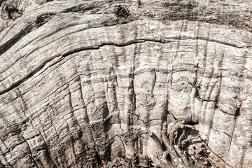 Textura de madera