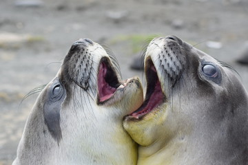 elephant seal southern island Crozet