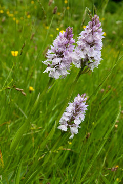 Group of three heath spotted orchid in green grass