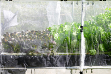 Organic hydroponic vegetable farm growing in greenhouse