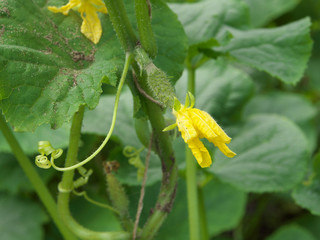 small cucumber with flower and tendrils in vegetable bed