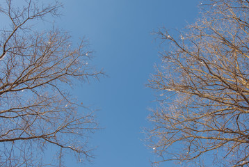 Abstract image looking up at leafless tree branches. Fall winter season branches framing a view to the sky. Looking up to sky. Minimal nature background