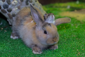 Beautiful, young, tricolor, little rabbit and Jungar hamster. Friends since childhood. Grew up together.