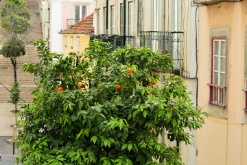 orange tree on a street in Lisbon