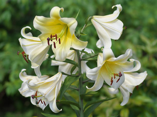 Closeup orange red yellow white Lily flowers in a garden bed, Macro shot, Pistil and stamen and bud and drop scent oil.