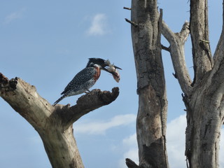 Eisvogel mit Fisch