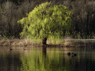 Fototapeta na wymiar Acquatic birds swiming in the painted water under a willow.