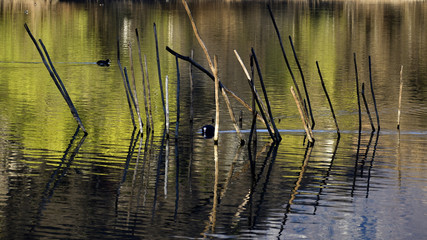 Coot swiming in the painted water.