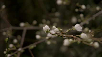 Kirschbl&uuml;te Vintage