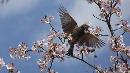 Bird in cherry blossom tree