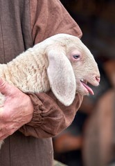 Fototapeta premium a small lamb in the shepherd's arm