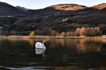 The elegance of the swan swiming in the river among the Alps.