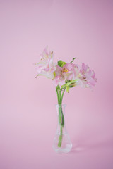 Beautiful flower, vase, spring, gift, pink background.