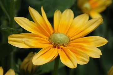yellow flower