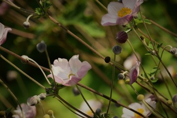 pink flowers in the garden