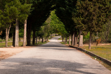 Road and it's trees, Sátão