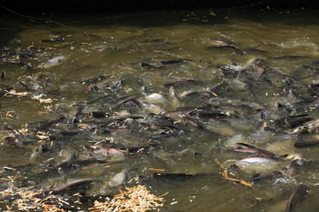 Fische im Fluß Chao Praya in Bangkok