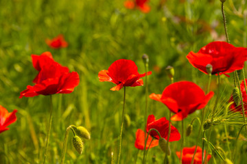 Fototapeta na wymiar Spring spirit at red field of poppies and beautiful nature, countryside, closeup