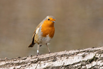 European robin Erithacus rubella insectivorous passerine song bird