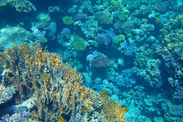 Naklejka na ściany i meble coral reef