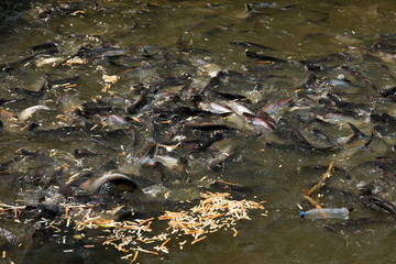 Fische im Fluß Chao Praya in Bangkok