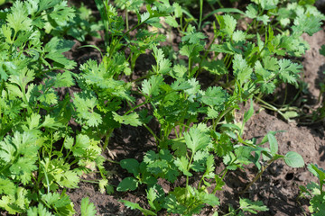 Coriander