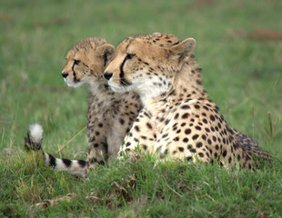 Cheetah Cub with Mom
