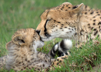 Cheetah Cub with Mom