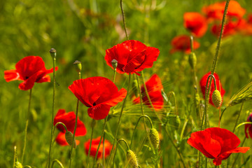 Fototapeta premium Spring spirit at red field of poppies and beautiful nature, countryside, closeup