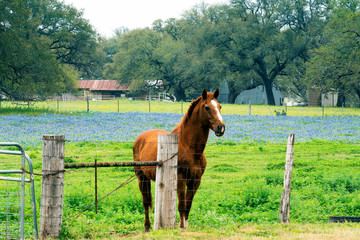 Horse with Spring Bluebonnets