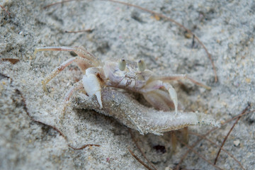 A crab catches a big fish and store in its hole