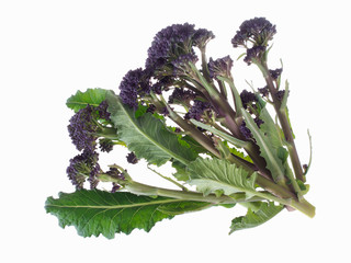 Early purple sprouting broccoli spring vegetable, isolated on white. Overhead view.
