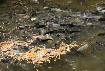 Fische im Fluß Chao Praya in Bangkok
