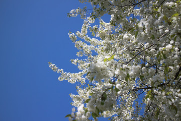 spring tree