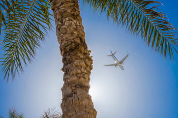 a large passenger plane carries tourists on an unforgettable vacation, where there are palm trees, sea and sun - 255779227