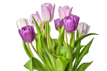 White, pink and purple tulips bouquet isolated on white background