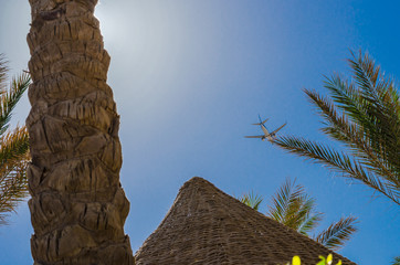 a large passenger plane carries tourists on an unforgettable vacation, where there are palm trees, sea and sun - 255779279