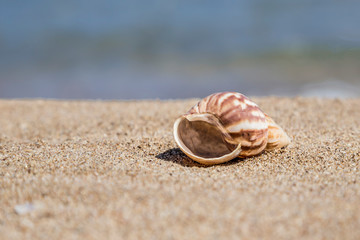A seashell on a sandy beach in summer