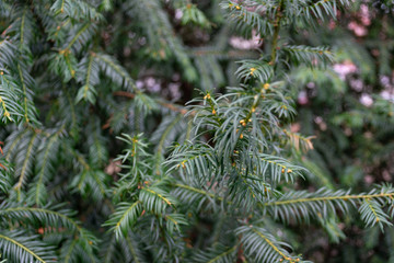 fir tree branch