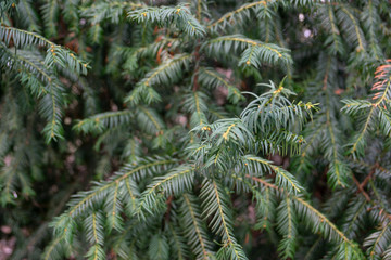 branch of a tree