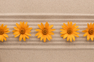 Fototapeta na wymiar Row of yellow daisies lying on sand lines.