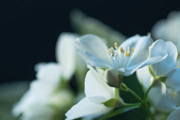 Obraz premium apple tree flowers photo